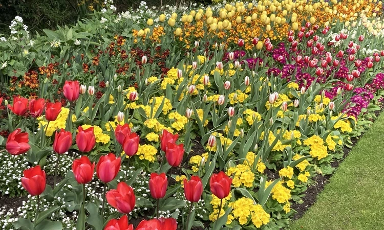 Spring bedding in St. James's Park